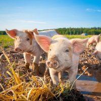 2 pigs small