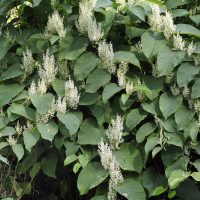 Japanese Knotweed