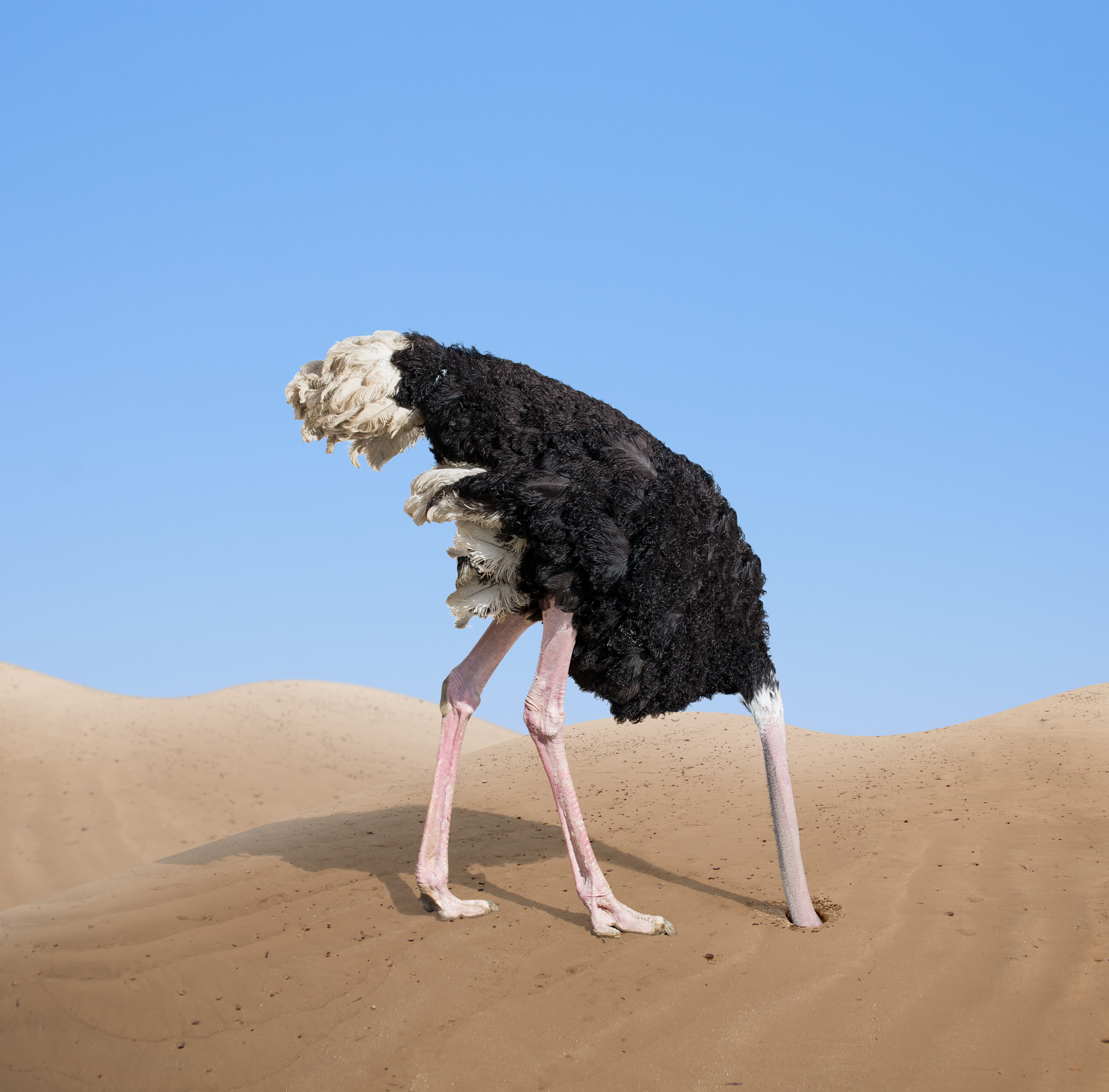ostrich head in sand - Devonshires